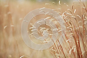 Dried field flower and grass for nature background