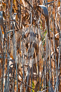 Dried Field Grass on Autumn Field in Polesye Natural Resort