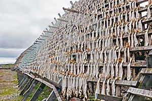 Dried fish.