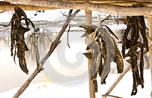 Dried fish of the aborigines Kamchatka