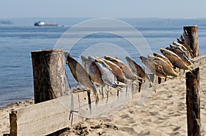 Dried fish on the banks of the river, blue water and yellow sand. Selective focus.