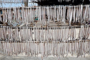 Dried fish Ca Mau fishing village