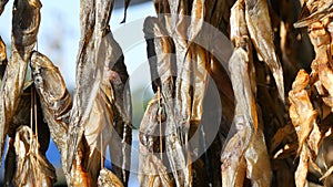 Dried fish Gobiidae hanging and drying on a rope on a street market counter close up view