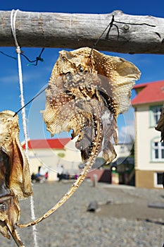 Dried fish hanging in a fishermen village, Hvammstangi, Iceland