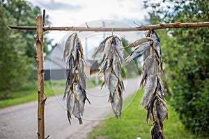 Dried fish hanging on the roadside in Eastern Estonia