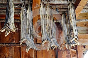 Dried fish hanging on a rorbu on Lofoten Island