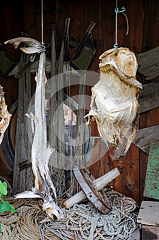 Dried fish hanging on a rorbu on Lofoten Island