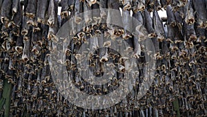 Dried Fish hanging up on wooden racks in Henningsvaer Stockfish industry on the Lofoten Island, Norway.