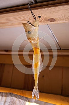 Dried fish hanging on a wire hook, comephorus, golomyanka or Baikal oilfish.