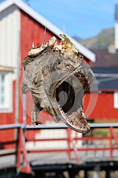 dried fish head, Norway