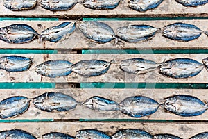 Dried fish on a pier