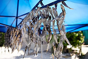 Dried fish on rope at stall on summer market for sale. Salted local seafood. Fishing concept.