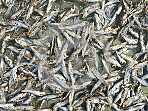 Dried fish for sale in Phu Quoc, Vietnam