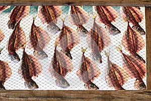 Dried Fish traditional food on the coast of the Atlantic Ocean