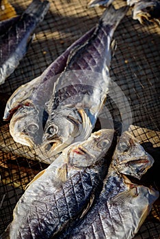 Dried Fish traditional food on the coast of the Atlantic Ocean