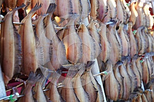 Dried Fish under Sunlight in Hokkaido, Japan