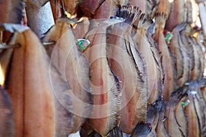 Dried Fish under Sunlight in Hokkaido, Japan