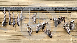 Dried fish on a wooden wall