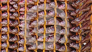 Dried fishing neatly hanged in rows at a more traditional shop in Songjeong Station Market