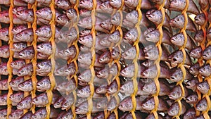 Dried fishing neatly hanged in rows at a more traditional shop in Songjeong Station Market