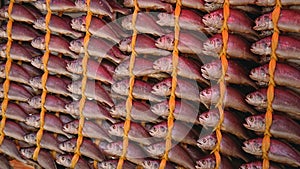 Dried fishing neatly hanged in rows at a more traditional shop in Songjeong Station Market