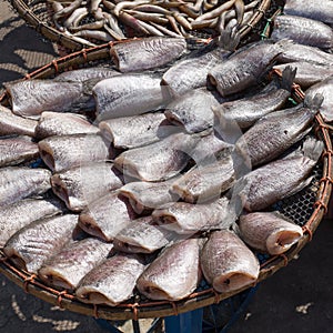 Dried fishs