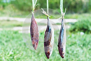 Dried fishs hanging