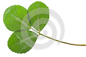 Dried flattened fenugreek leaves Trigonella foenum-graecum, isolated,  top view