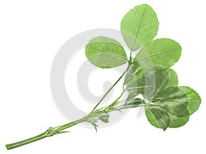 Dried flattened fenugreek leaves Trigonella foenum-graecum, isolated,  top view