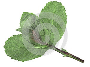 Dried flattened Peppermint leaves Mentha piperita, isolated, top  view