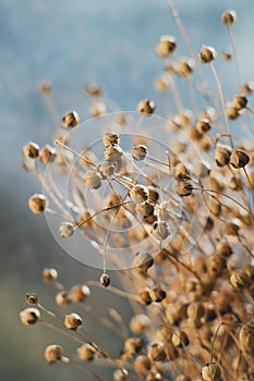 Dried flax close-up view. Sadness, autumn melancholy, depression, mourn, grief concept