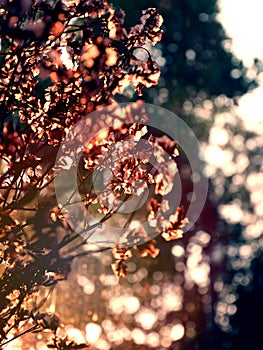 Dried flower with backlit light behind tree background