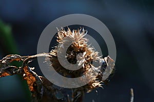 Dried flower on black background. Shallow depth of field.