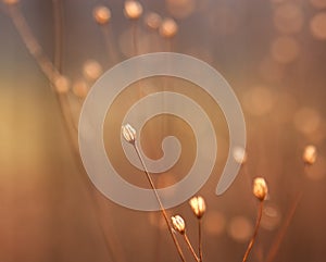 Dried flower buds of weed in sunshine