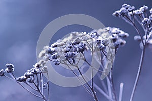 Dried flower buds of weeds in spring time  on blue background