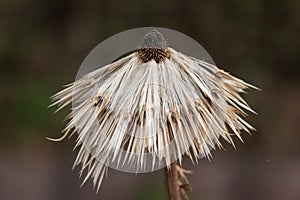 Dried flower on the dark background