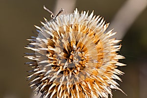Dried flower, dried sunflower disc floret, dried yellow flower Helianthus Close up