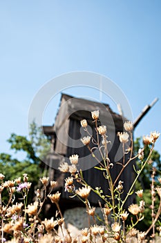 Dried flower in field with windmill in selective focus. Summer vacation in countryside