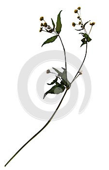 Dried flower of gallant soldier