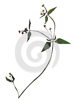 Dried flower of gallant soldier