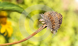 Dried flower in garden on sun light