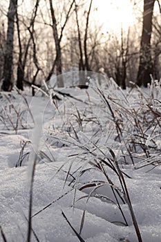 Dried flower and grass sprinkled with snow on the background of the setting sun in warm shades in winter