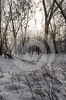 Dried flower and grass sprinkled with snow on the background of the setting sun in warm shades in winter