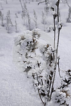 Dried flower and grass sprinkled with snow on the background of the setting sun in warm shades in winter