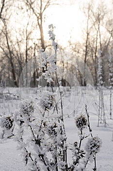 Dried flower and grass sprinkled with snow on the background of the setting sun in warm shades in winter