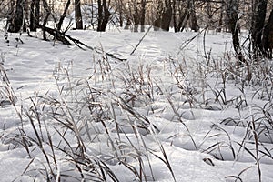 Dried flower and grass sprinkled with snow on the background of the setting sun in warm shades in winter