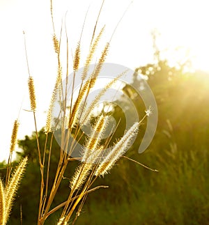 Dried flower grass with sun flare, Nature background in winter season