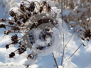 Dried flower head covered in snow