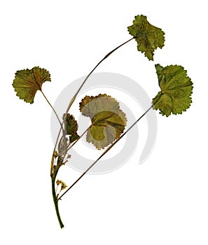 Dried flower of Malva rotundifolia