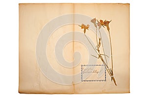 Dried flower on old, gone yellow paper